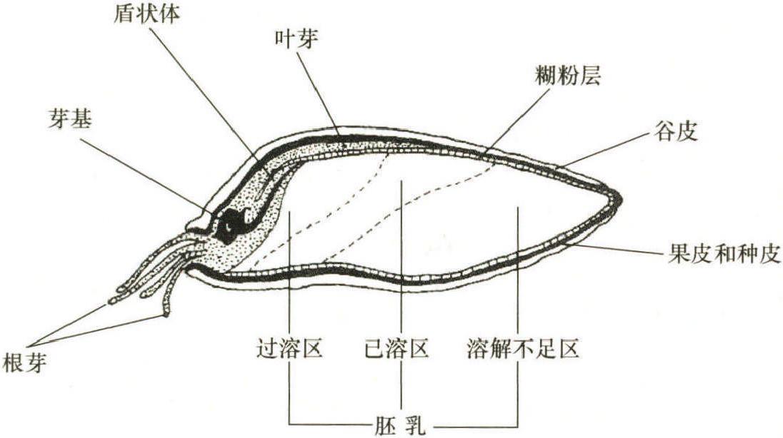 一、发芽过程中大麦的变化